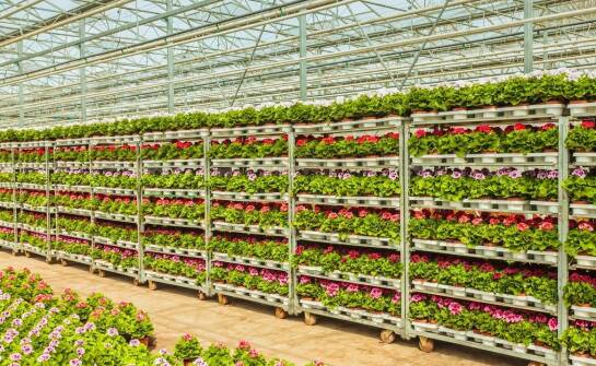 Skrzynki na warzywa – jak zapewnić odpowiednie nawodnienie roślin?