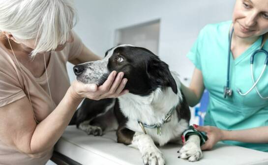 Jak rozpoznać pierwsze objawy chorób dermatologicznych u zwierząt?