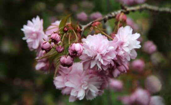 Czereśnia niskopienna jako element zielonego projektu miejskiego ogrodu