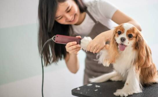 Jak grooming może pomóc w wykrywaniu problemów zdrowotnych u psów?