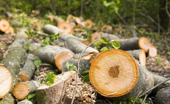 Dlaczego warto inwestować w usługi skupu biomasy drzewnej?