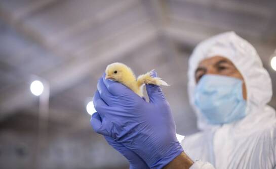 Jak systemy wentylacyjne wpływają na komfort pracy hodowcy