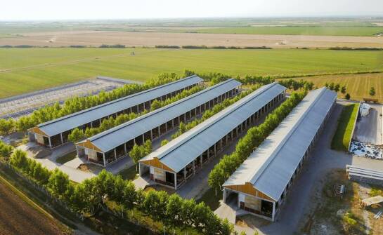 Jakie są zalety automatycznych żłobów dla koni?