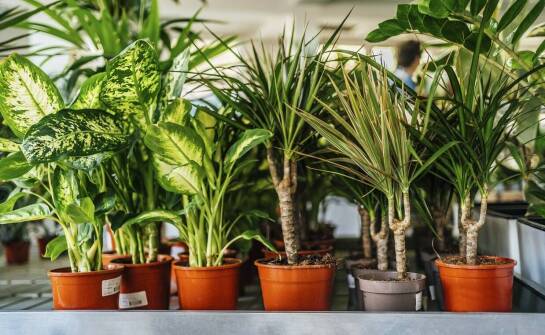 Jak wybrać egzotyczne drzewo do nowoczesnego wnętrza?