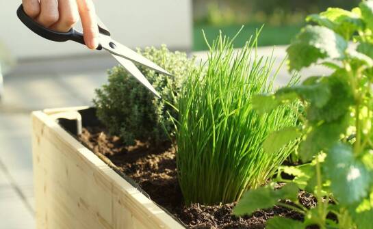 Najlepsze zioła ogrodowe do uprawy na balkonach