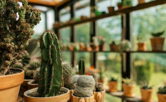 Szkółka drzew i krzewów ozdobnych: jakie rośliny są odporne na suszę?