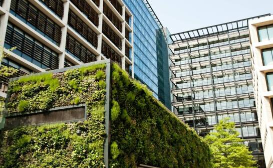 Różnorodność biologiczna na dachach zielonych: jak ją zwiększyć?