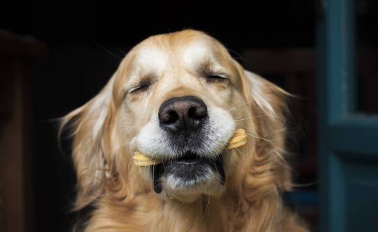 Jak producenci karmy dla zwierząt odpowiadają na rosnące zapotrzebowanie na ekologiczne produkty?