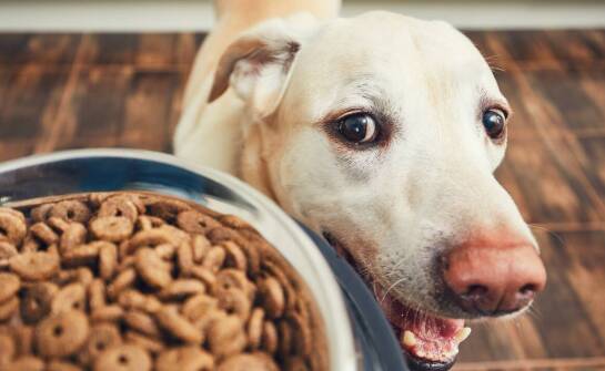 Jakie są zalety orijen karmy dla psów z alergiami pokarmowymi?