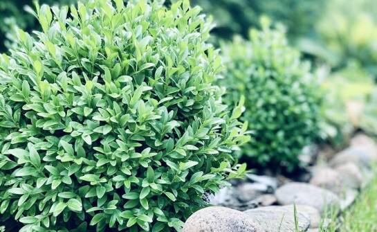 Jakie są najczęstsze błędy przy wyborze krzewów ozdobnych?