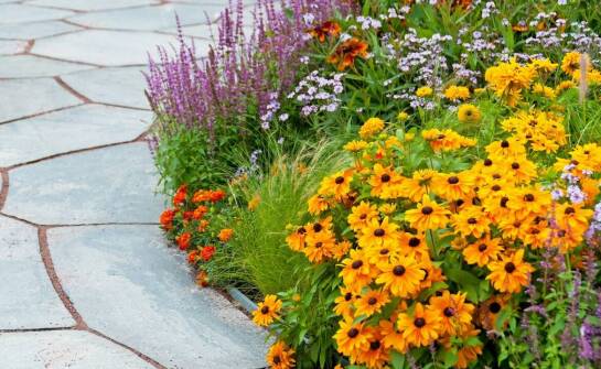 Jak stworzyć łąkę kwietną z piołunem jako głównym składnikiem?