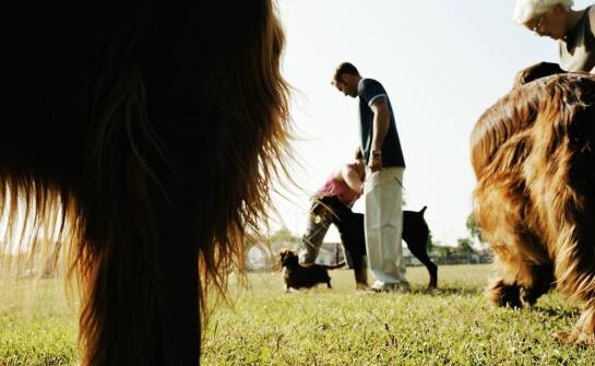 Jakie wyzwania stoją przed "trenerem psów" przy pracy z rasami obronnymi?