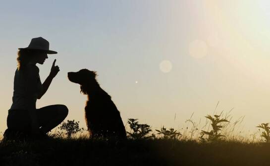 Rola zaufania między psem a przewodnikiem w szkoleniu obronnym