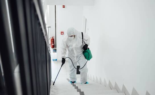 Najczęstsze insekty w Gdańsku i jak je skutecznie zwalczać