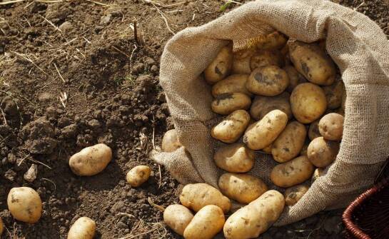 Dlaczego warto inwestować w ziemniaki obrane dla gastronomii?