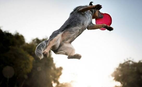 Jak dobierać frisbee do rekreacji dla psów o różnych temperamentach?