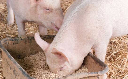 Jakie znaczenie mają witaminy i minerały w paszach dla trzody chlewnej?