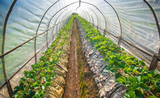 Jakie są różnice między różnymi modelami tuneli foliowych 2x3?