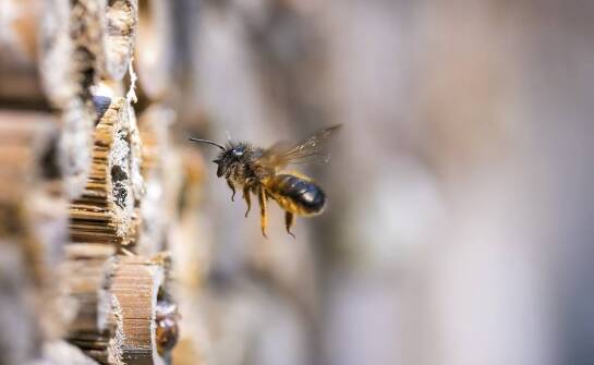 Jakie są oznaki obecności os i szerszeni w obiektach komercyjnych?