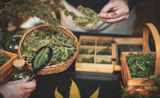 Jakie są najważniejsze aspekty prawne związane z zakupem damskich automatów nasion konopi?