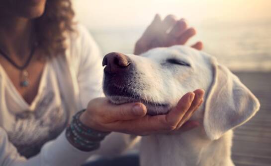 Znaczenie białka zwierzęcego w karmach oferowanych przez producentów dla psów i kotów
