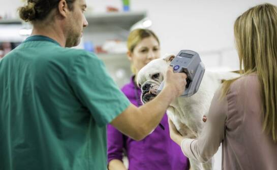 Jak pomiar ciśnienia krwi wpływa na diagnostykę weterynaryjną w Krakowie?