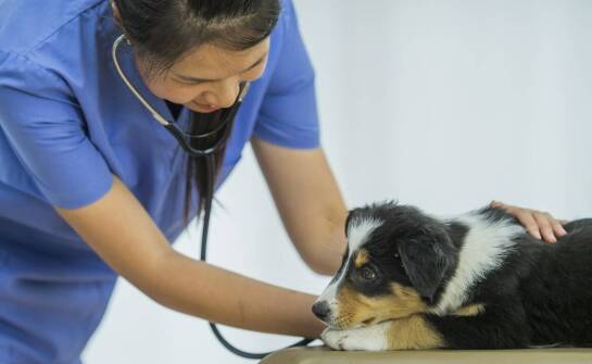 Trudności w oddychaniu u psa – kiedy należy udać się do kardiologa?