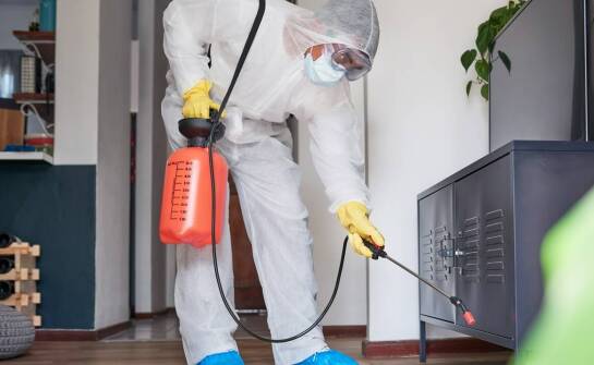 Dlaczego warto zlecić deratyzację profesjonalistom?