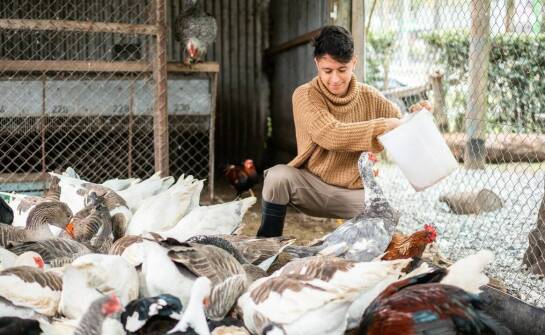 Efektywność mieszania składników w poziomym paszowozie