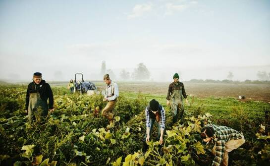 Jak paszowóz na testy może zrewolucjonizować Twoje gospodarstwo?