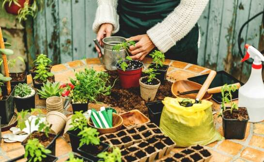 Jakie byliny najlepiej sprawdzają się w miejskim klimacie?
