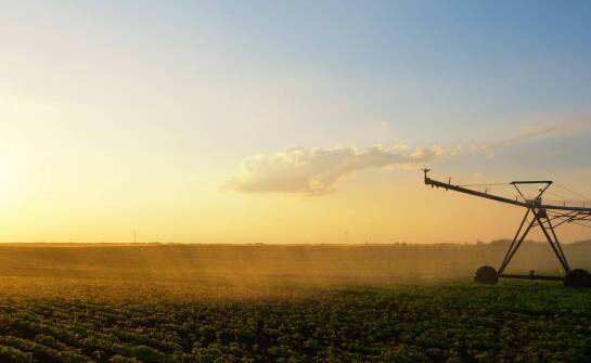 Rola specjalistycznych testów fitosanitarnych w produkcji cebuli