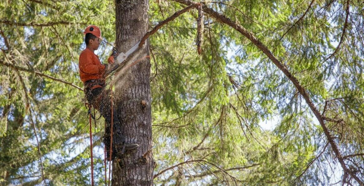 Wycinka drzew w trudnych warunkach – jak przebiega proces z pomocą specjalistów?