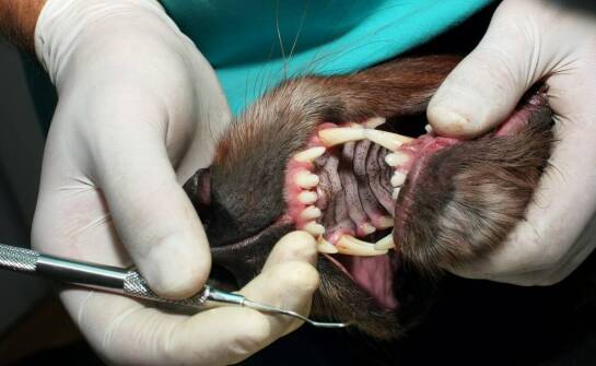 Rola stomatologii w poprawie jakości życia zwierząt