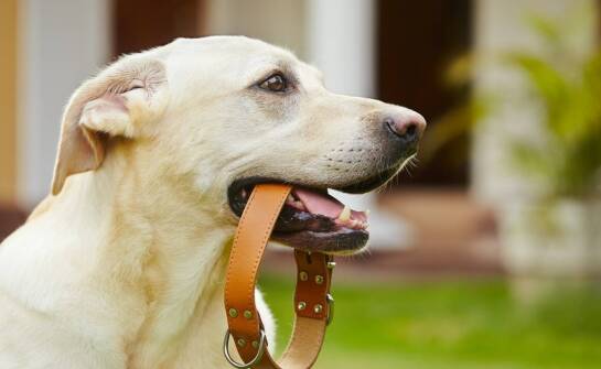 Zastosowanie technologii w nowoczesnych gadżetach dla zwierząt