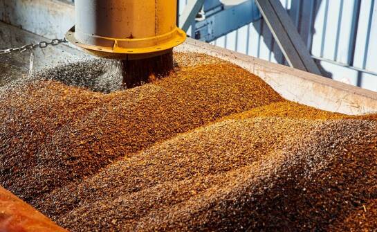 Skup zboża - jak wspieramy lokalnych producentów rolnych