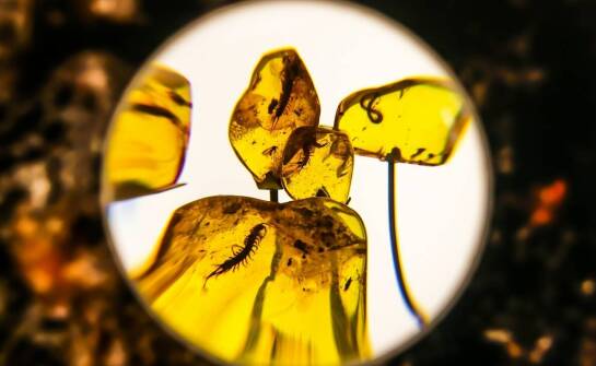 Mikropale w kontekście zmian klimatycznych: adaptacyjne rozwiązania