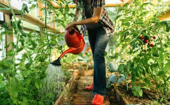 Praca w szklarni w Holandii: jakie doświadczenia dzielą pracownicy na temat warunków?