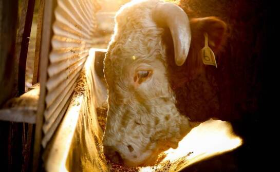 Wpływ zrównoważonego żywienia na zdrowie zwierząt hodowlanych