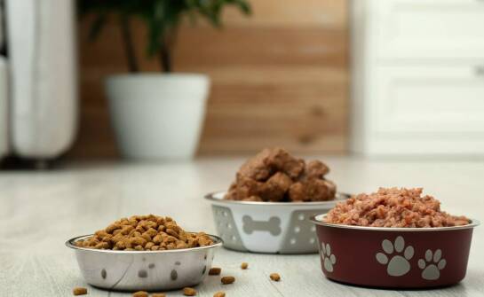 Korzyści z diety bogatej w naturalne składniki dla zdrowia młodych psów