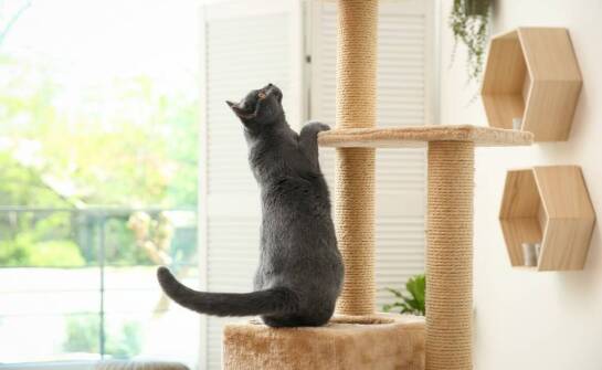 Jakie standardy komfortu oferuje hotel dla kotów z Dolnośląskiego?