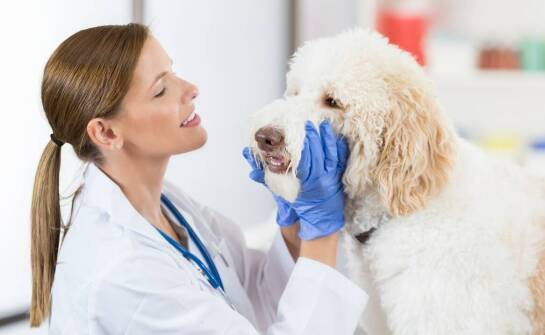 Weterynarz stomatolog: jakie są objawy problemów z zębami u psa?