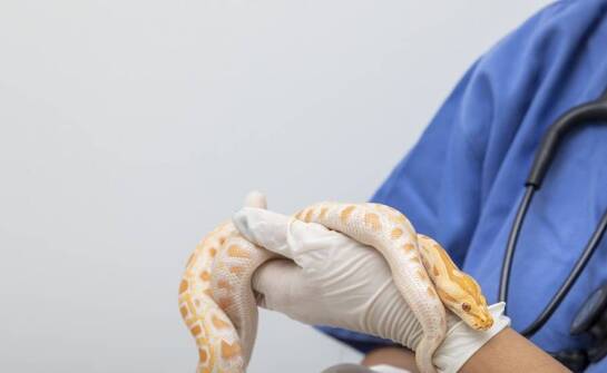 Czy do leczenia zwierząt egzotycznych weterynarz musi posiadać specjalizację?