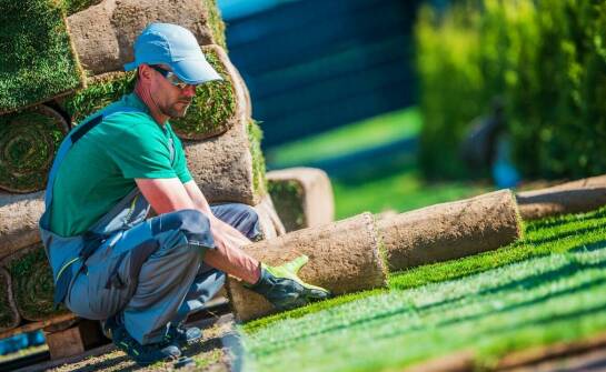 Różnice między trawą w rulonach a siewem nasion – co warto wiedzieć?