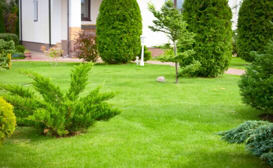 Jak nasiona traw na trawnik wpływają na równomierny wzrost i gęstość darni?