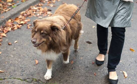Znaczenie regularnych spacerów i zabaw w długoterminowej opiece nad psem
