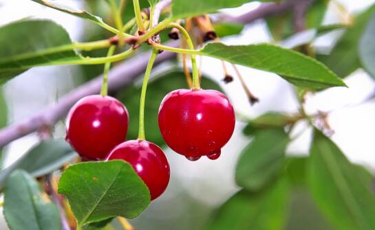 Jak wybrać idealne miejsce w ogrodzie dla drzewek wiśni?