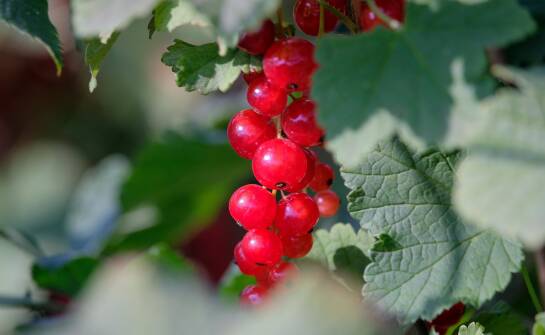 Sadzonki porzeczki w aranżacji ogrodu – estetyka i funkcjonalność