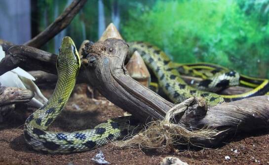 Jakie podłoże do terrarium sprawdza się w przypadku węży?