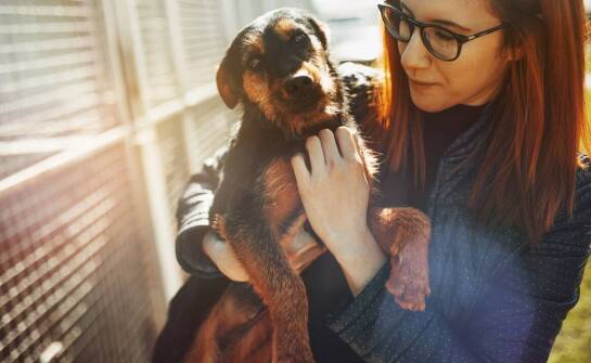Znaczenie edukacji społeczeństwa w przeciwdziałaniu bezdomności zwierząt